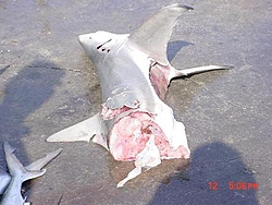 Using a 6 Foot Shark as bait-shark-jpeg-4.jpg