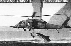 Using a 6 Foot Shark as bait-britishnavy.jpg