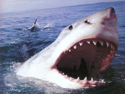 Using a 6 Foot Shark as bait-greatwhite.jpg