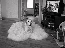 I Had To Say Goodbye To My Best Friend Today-tara-dog-rug-small-.jpg