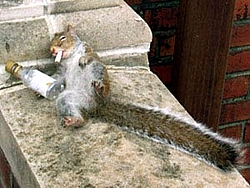 Masher takes a hard one......birthday that is.....-partysquirrel.jpg