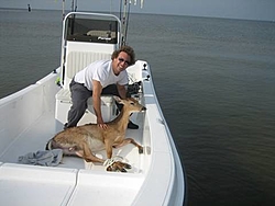 Not something you see boating-deer1.jpg