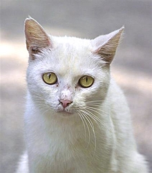 White Cat in Saugatuck Yesterday-wetcanvascomcat-small-.jpg