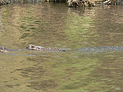 Man, Fl. Alligators are TOUGH!-gator-watching-009.jpg