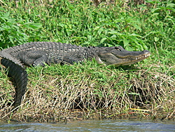 Man, Fl. Alligators are TOUGH!-gator-watching-024.jpg