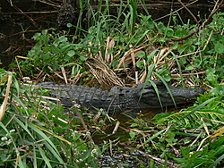 Man, Fl. Alligators are TOUGH!-p1030072.jpg