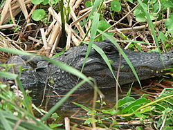 Man, Fl. Alligators are TOUGH!-p1030073.jpg