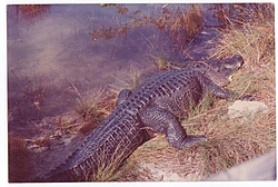 Man, Fl. Alligators are TOUGH!-gator.jpg