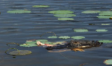 Man, Fl. Alligators are TOUGH!-gator-arm.bmp