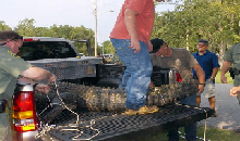 Man, Fl. Alligators are TOUGH!-gator-truck.bmp