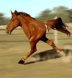 Thinking Of Leaving Boating For Plane Or Helicopter-horse.gif