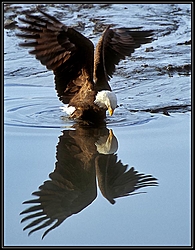 &gt;&gt;&gt;all Oso Veterans, Stand And Be Recognized&lt;&lt;&lt;-eagle.jpg