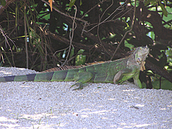 Spending next week in the Keys-iguana-2-resized.jpg