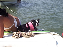 DOG's and BOATS, All PAWS on deck.-daisy-002.jpg