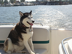 DOG's and BOATS, All PAWS on deck.-misc-08-002.jpg