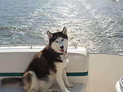 DOG's and BOATS, All PAWS on deck.-misc-08-003.jpg