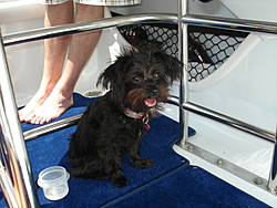 DOG's and BOATS, All PAWS on deck.-picture-004.jpg
