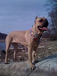 Need a guard dog/boat protector?-coco-rock1.jpg