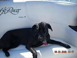 Need a guard dog/boat protector?-dscn0814.jpg