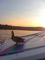 boats @ sunSet-duck2.jpg