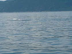 Sorel quebec to Tadoussac quebec !-tadoussac-en-bateau-july-2009.-073.jpg