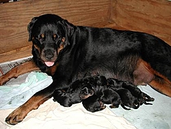 OT - I'm a daddy - Rottweilers-sahja-pups.jpg