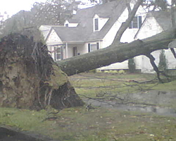 Nor-easter-norfolk-wards-corner-tree-down.jpg