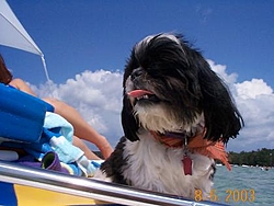 Dogs That Boat-dcp01996.jpg