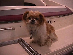 Dogs That Boat-nick.jpg