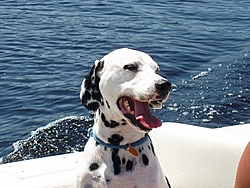 Dogs That Boat-may11-2003-003pongo.jpg