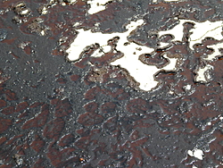 Oil spill in the gulf of Mexico-dscn0279.jpg