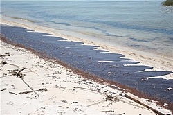 Oil spill in the gulf of Mexico-bp-1.jpg