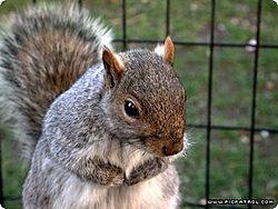 Lookie here-squirrel.jpg