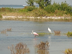 Oct, boating in paradise, SW Florida-dsc00256-1296-x-972-.jpg