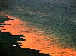 Oil spill in the gulf of Mexico-oil-1.jpg