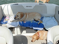 Dogs and Boating-dogs-boat.jpg