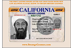1st Alien drivers licence issused in Calif.-osama.jpg