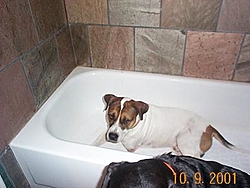 Buy a Dog !!!-bandit-tub.jpg