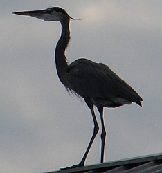 What would you do? Big Prehistoric Bird sheting on your Powerboat-greenshot_2011-11-22_07-51-14.jpg