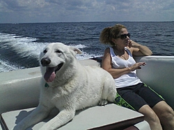 Boating Dog of the week!-sp-boat-1.jpg