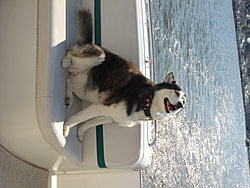 Boating Dog of the  week!-misc-08-004.jpg