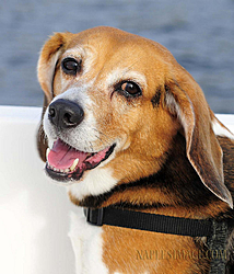 Boating Dog of the  week!-4379931260_c7a9a9bf62_b.jpg