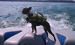 Boating Dog of the  week!-imag0016.jpg