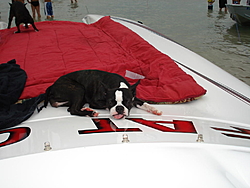 Boating Dog of the  week!-dsc05599.jpg