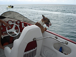 Boating Dog of the  week!-random-010.jpg