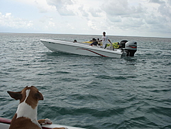 Boating Dog of the  week!-random-008.jpg