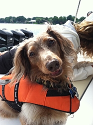 Boating Dog of the  week!-oscar.jpg