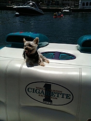 Boating Dog of the  week!-img_1040.jpg