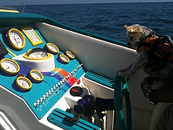 Boating Dog of the  week!-photo-1.jpg