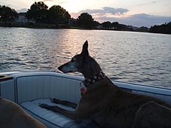 Boating Dog of the  week!-isis-boating.jpg